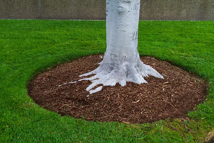 Mulching in Mission Viejo, CA