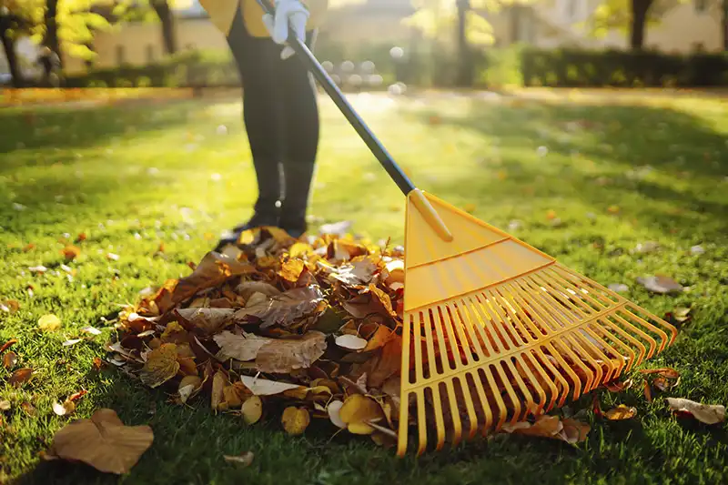 Yard cleanup in Mission Viejo, CA